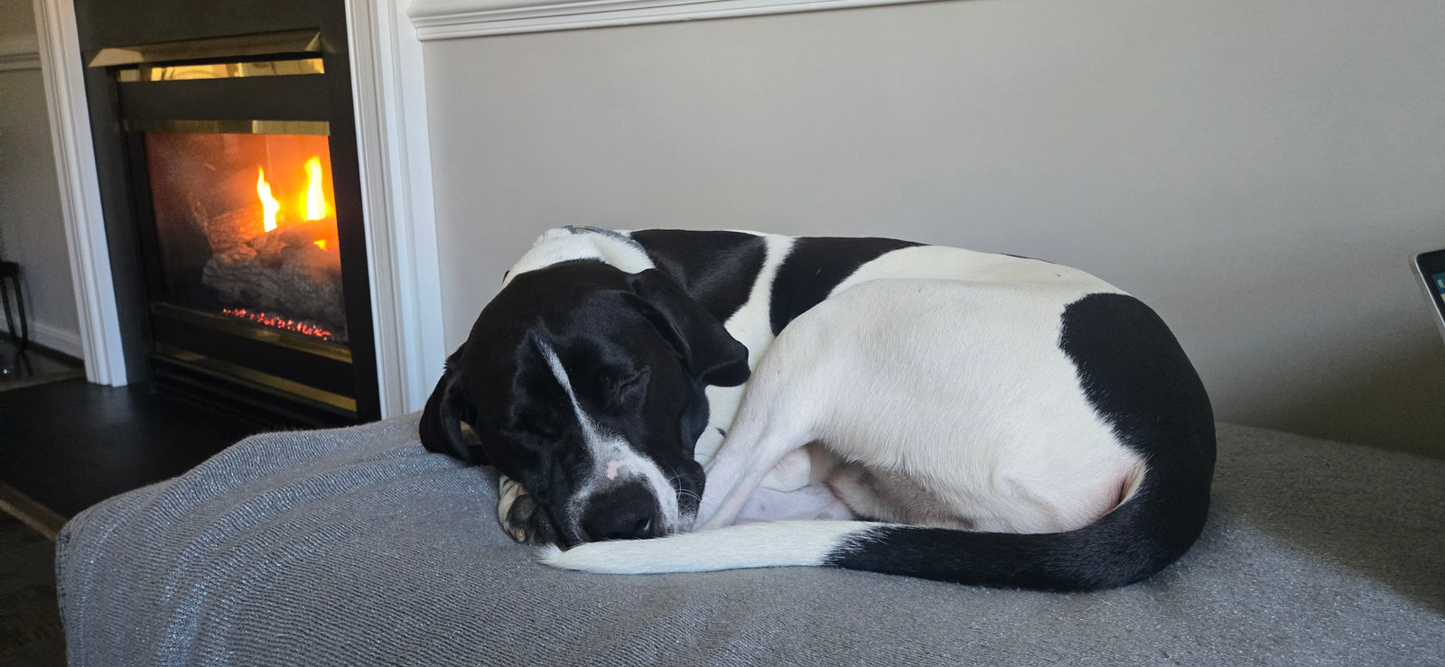 A black and white dog curled up asleep on a cozy chair beside a fireplace