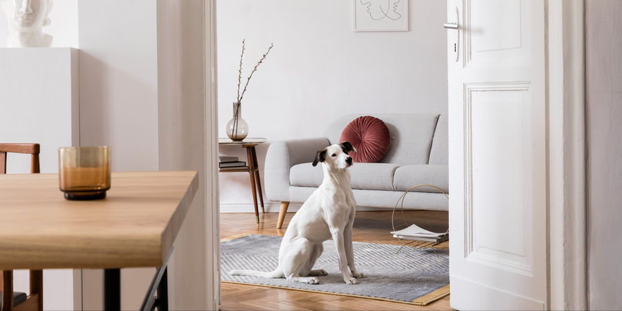 A white dog sitting in a bright living room
