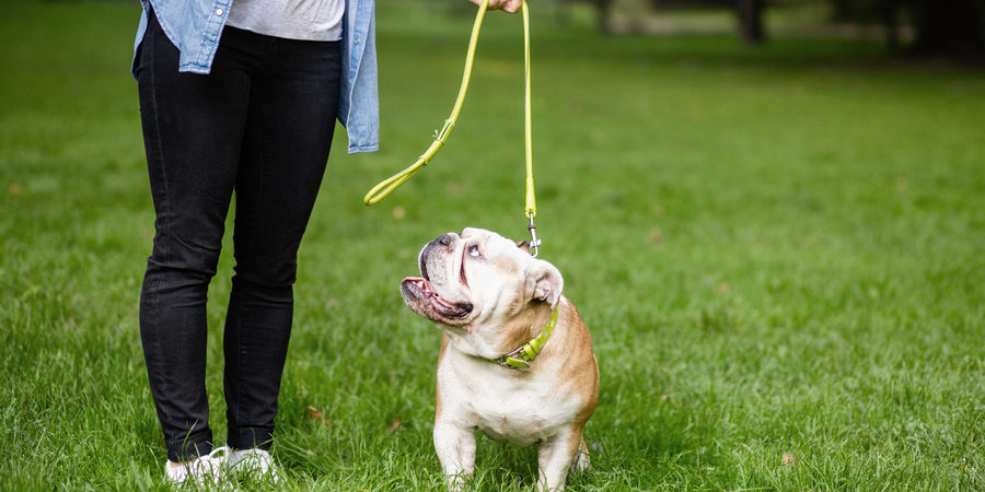 A bulldog looking up at its walker on a green lawn