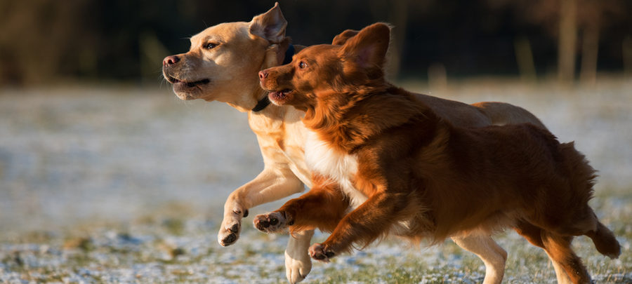Two dogs running together outdoors