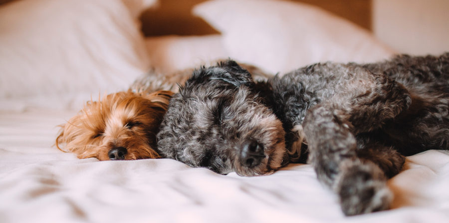 Two dogs asleep together on a bed